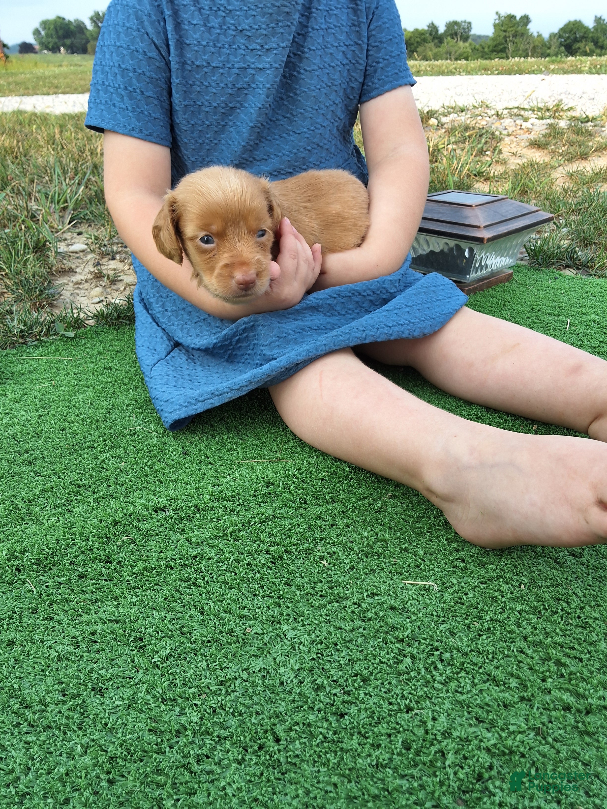 Dachshund dogs Trisha - Ad 42