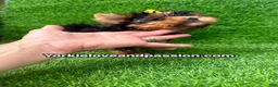Yorkshire Terrier dogs for sale: Small traditional female  - Ad 9