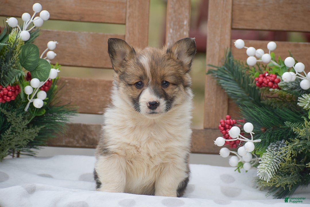Welsh Corgi Pembroke dogs for sale: Maybelline - Ad 3