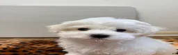 Maltese dogs for sale: Joy - Ad 7