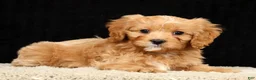 Cavapoo dogs for sale: Tammy - Ad 5