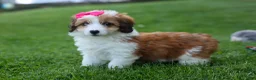 Corgipoo dogs for sale: NALA - Ad 3