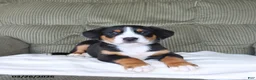 Greater Swiss Mountain Dog dogs for sale: Felicity - Ad 3