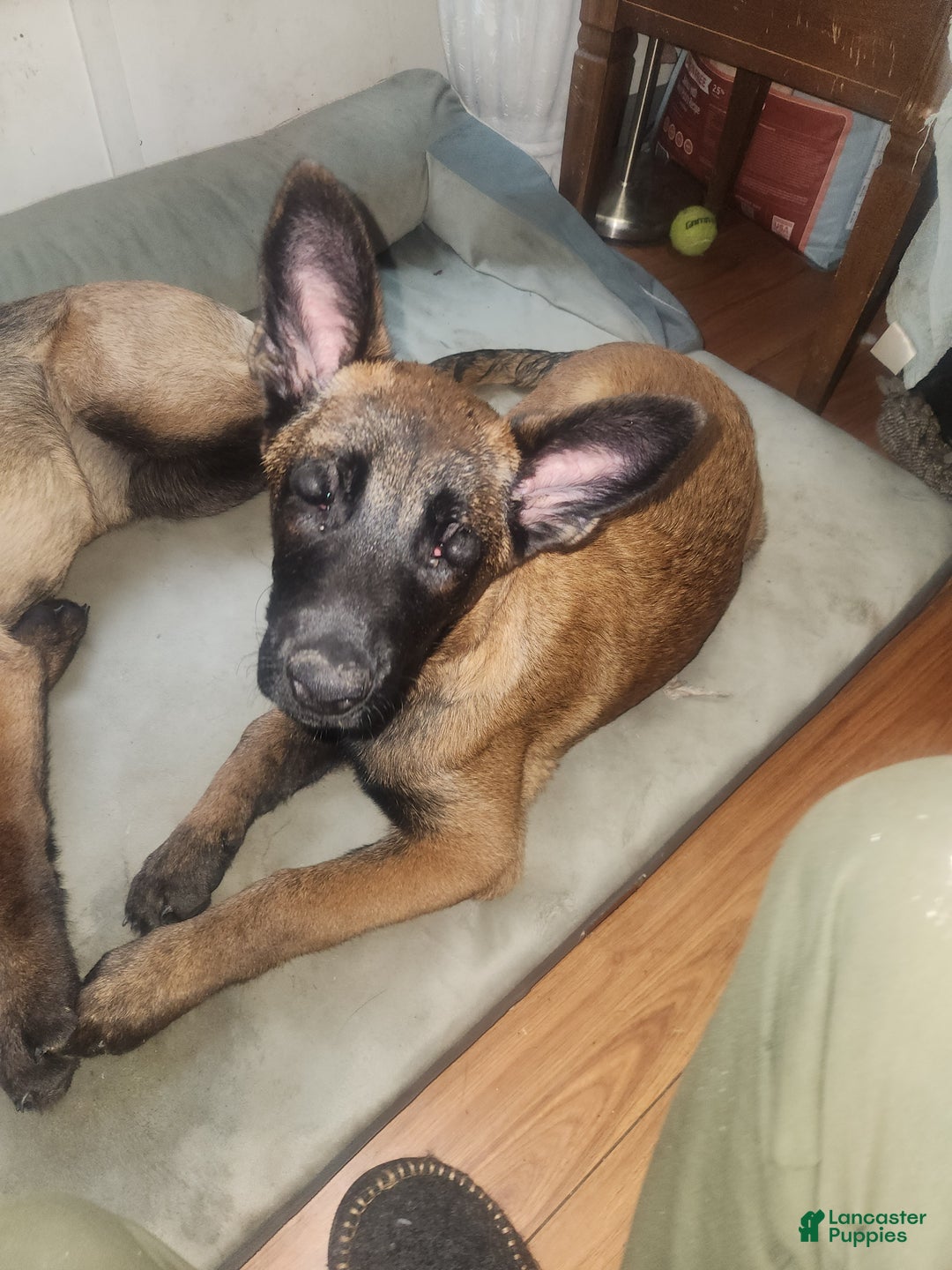 Belgian Malinois dogs for sale: Bee - Ad 2