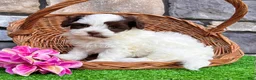 Havapoo dogs for sale: Trixie - Ad 3