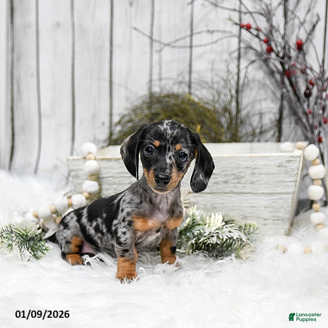 Miniature Dachshund dogs for sale: Annie - Ad 5