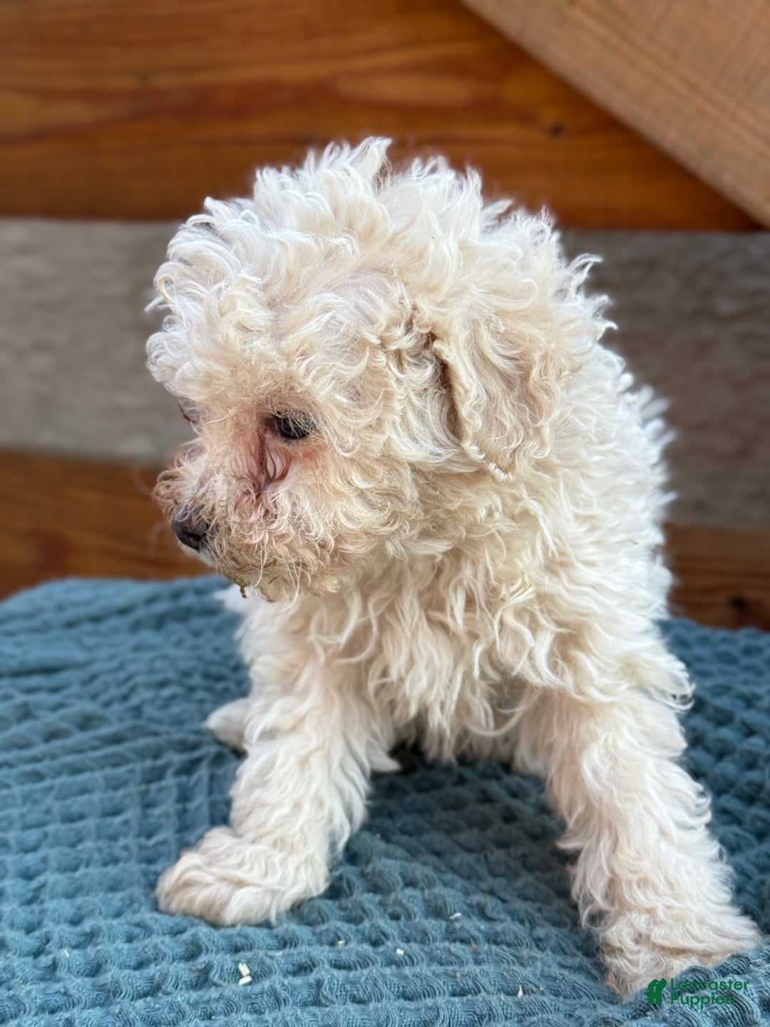 Bichpoo dogs for sale: Levi - Ad 7