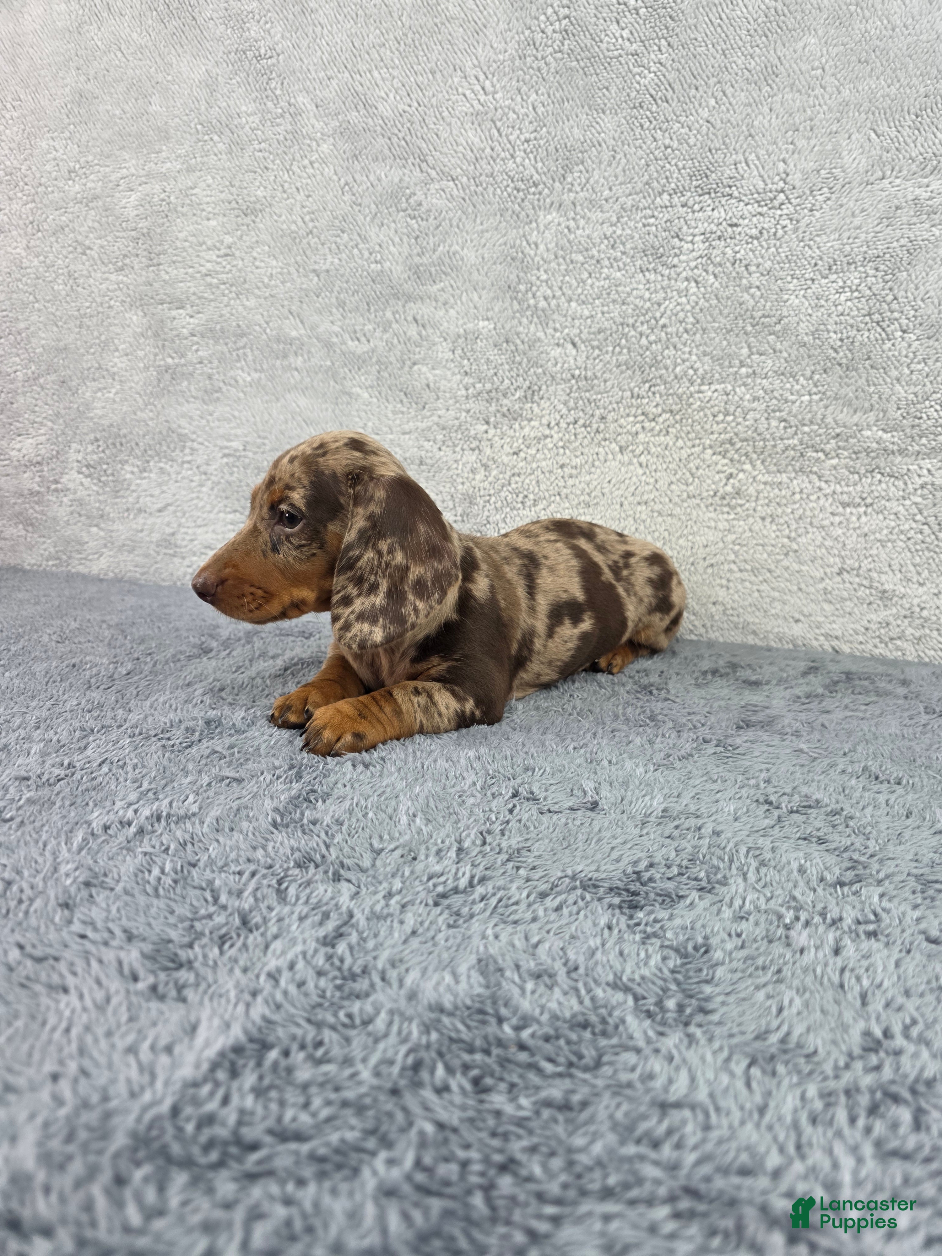Miniature Dachshund dogs Missy - Ad 2