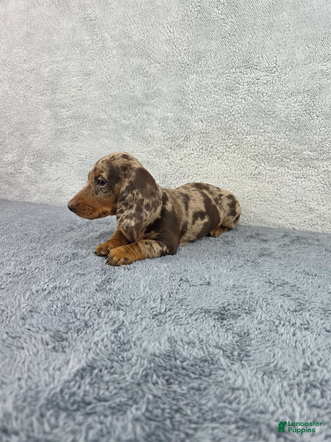 Miniature Dachshund dogs for sale: Missy - Ad 2