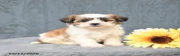 Teddy Bear dogs for sale: Candy - Ad 1