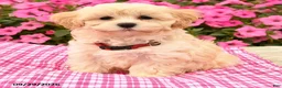 Maltipoo dogs for sale: Otis - Ad 4