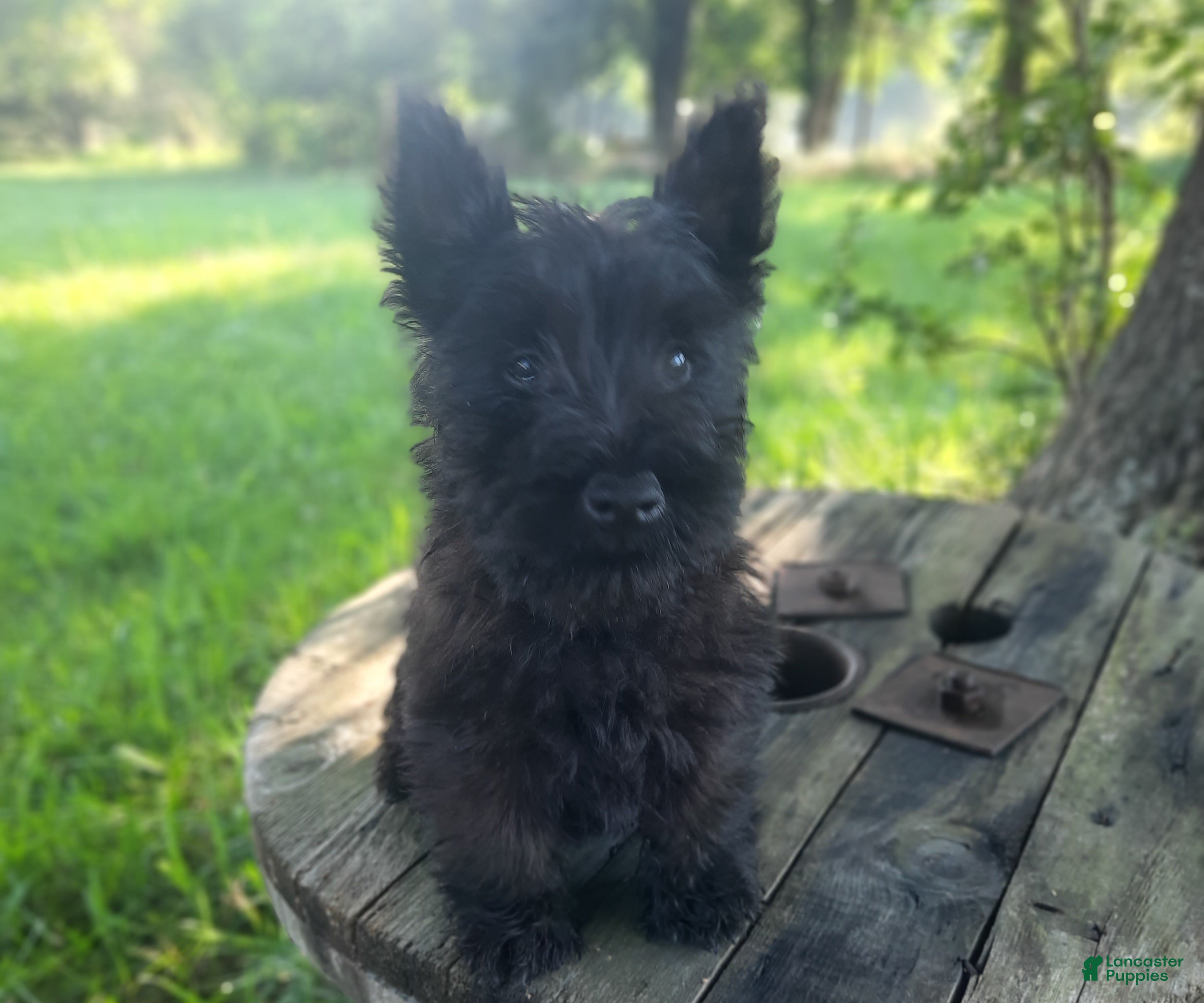 Scottish Terrier dogs for sale: Scottish Terrier 2 - Ad 2