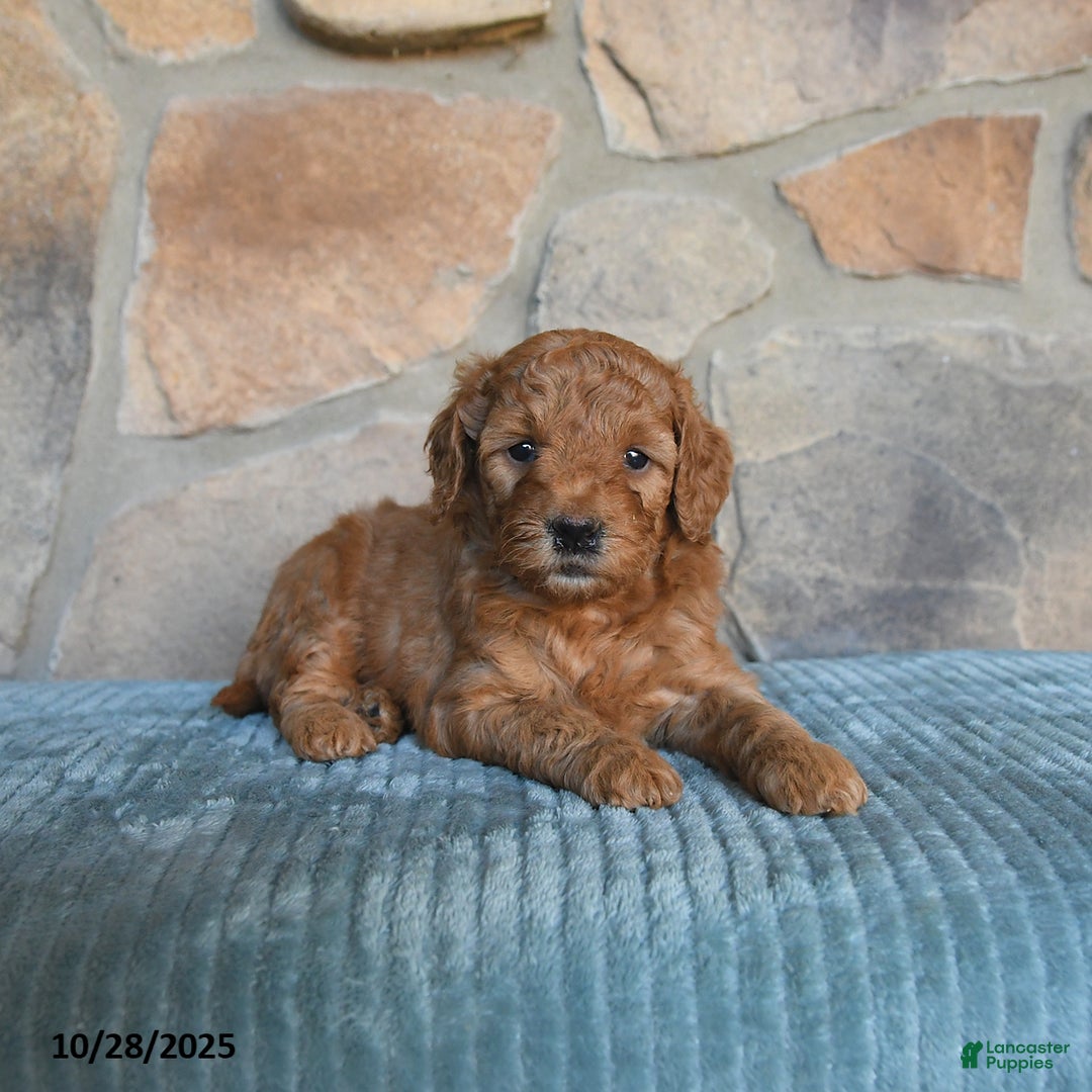 Mini Goldendoodle dogs for sale: Mia  - Image 3