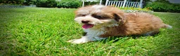 Havapoo dogs for sale: Doodles - Ad 8