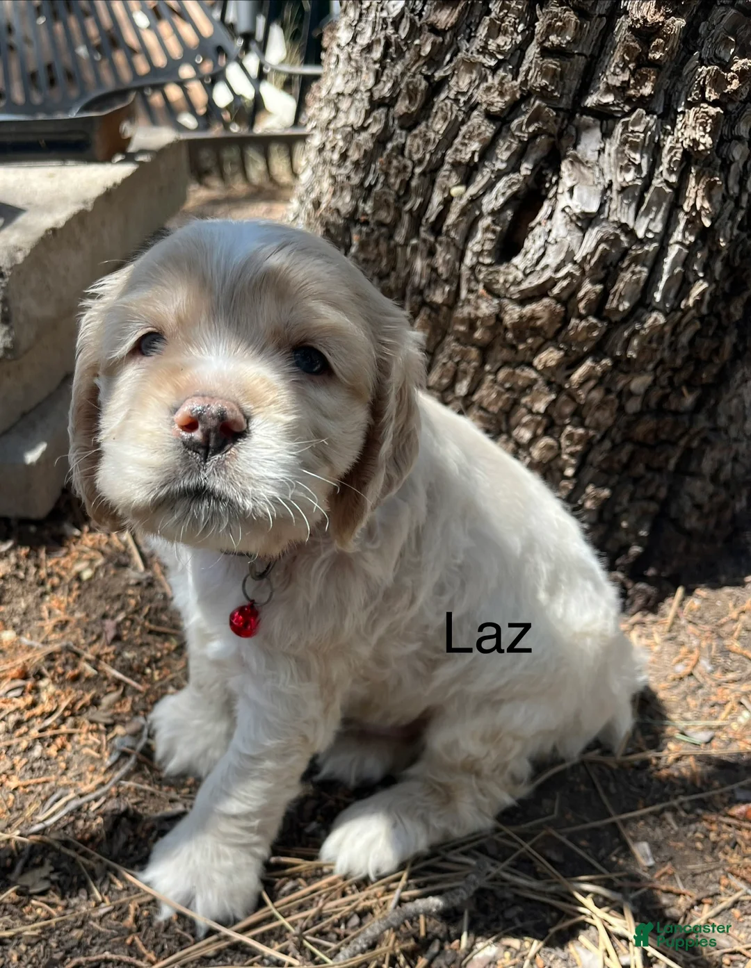 Cocker Spaniel dogs for sale: Cocker Spaniel Puppy 2 Laz - Ad 1