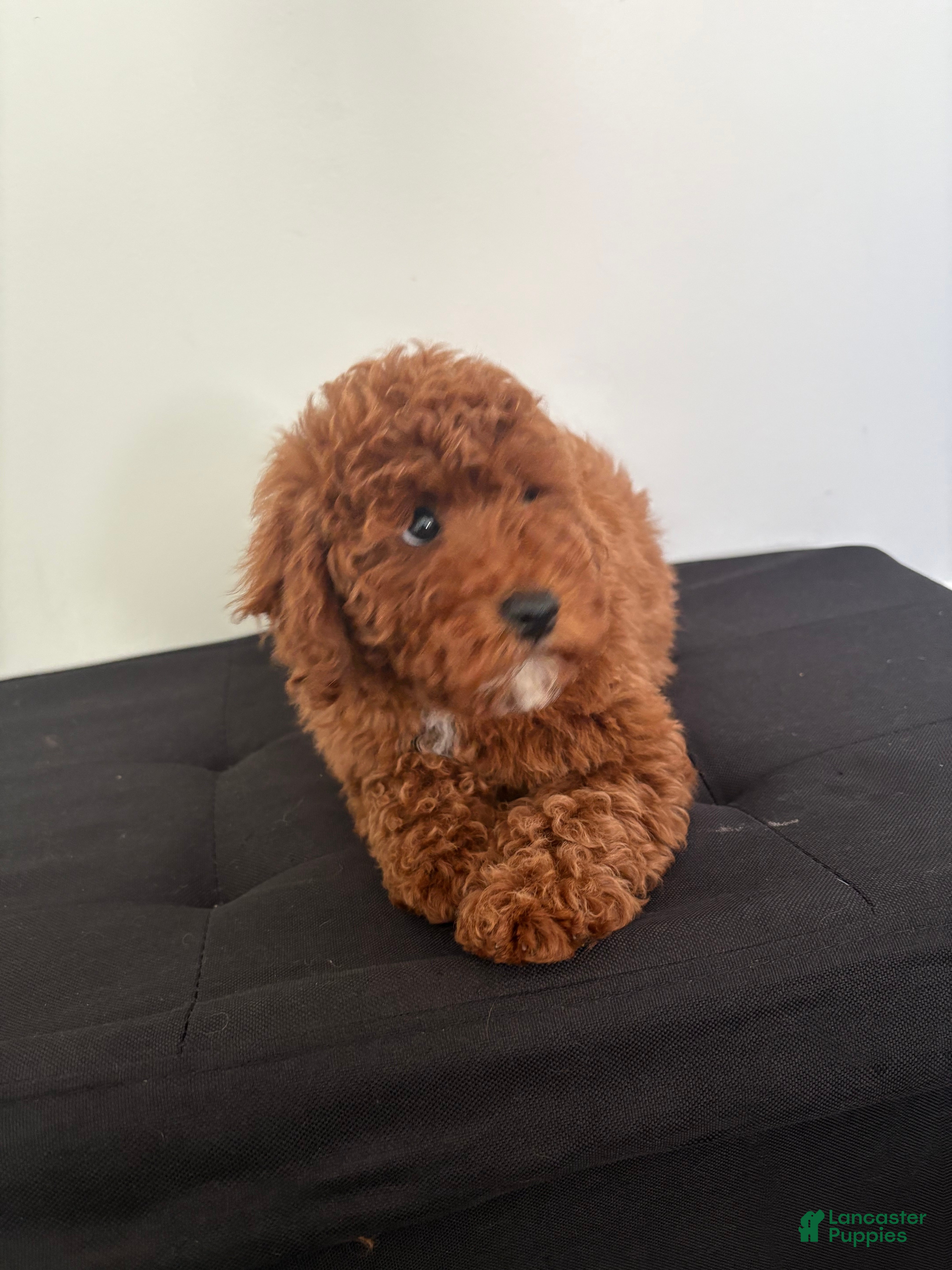 Miniature Poodle dogs Hendrix - Ad 2