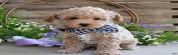 Toy Poodle dogs for sale: Miles - Ad 4