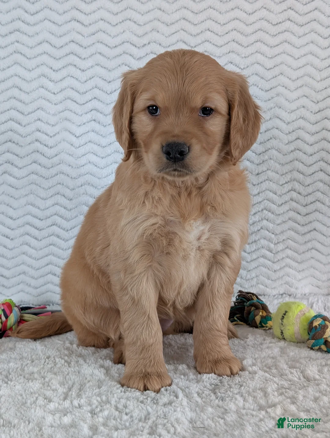 Golden Retriever dogs for sale: Miss Ruby  - Ad 8