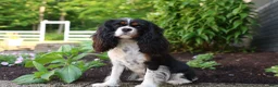 Cavalier King Charles Spaniel dogs for sale: Maxwell 🐾🐶 - Ad 19