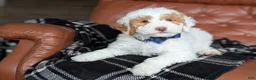 Mini Goldendoodle dogs for sale: Patches - Ad 1