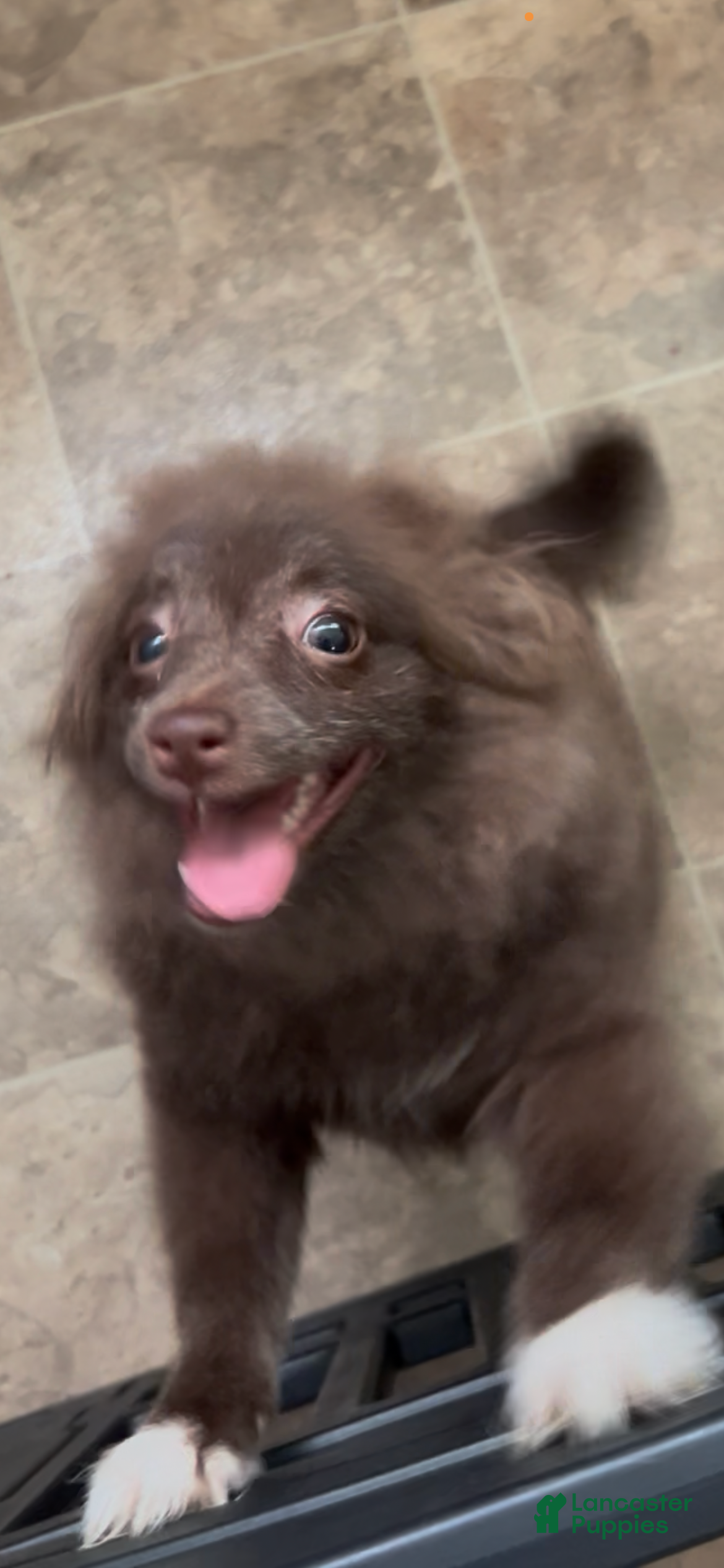 Pomeranian dogs Pomeranian Puppy 1 - Ad 1