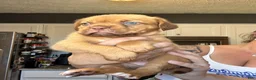 Dogue De Bordeaux dogs for sale: Dogue De Bordeaux Puppy 5 - Ad 17
