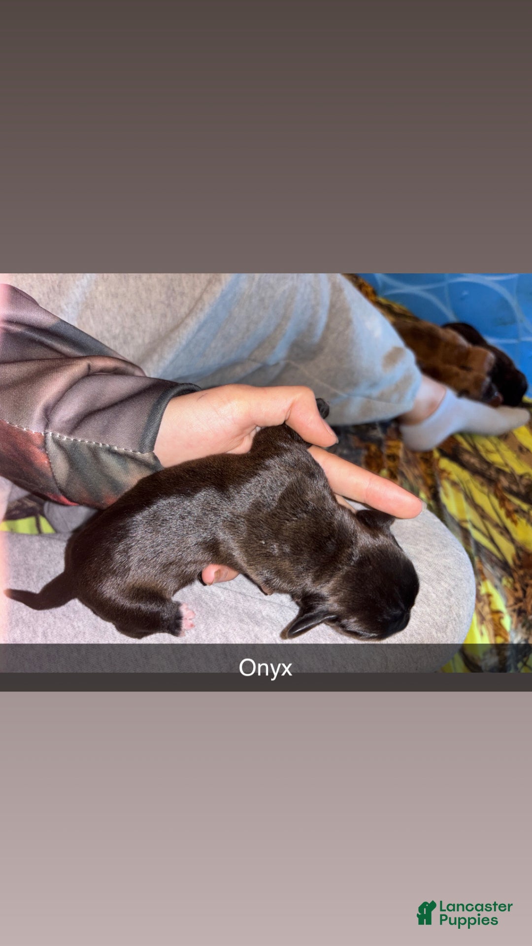 Mixed Breed dogs for sale: Onyx - Ad 4