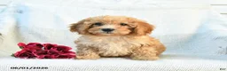 Mini Goldendoodle dogs for sale: Mckenzie - Ad 10