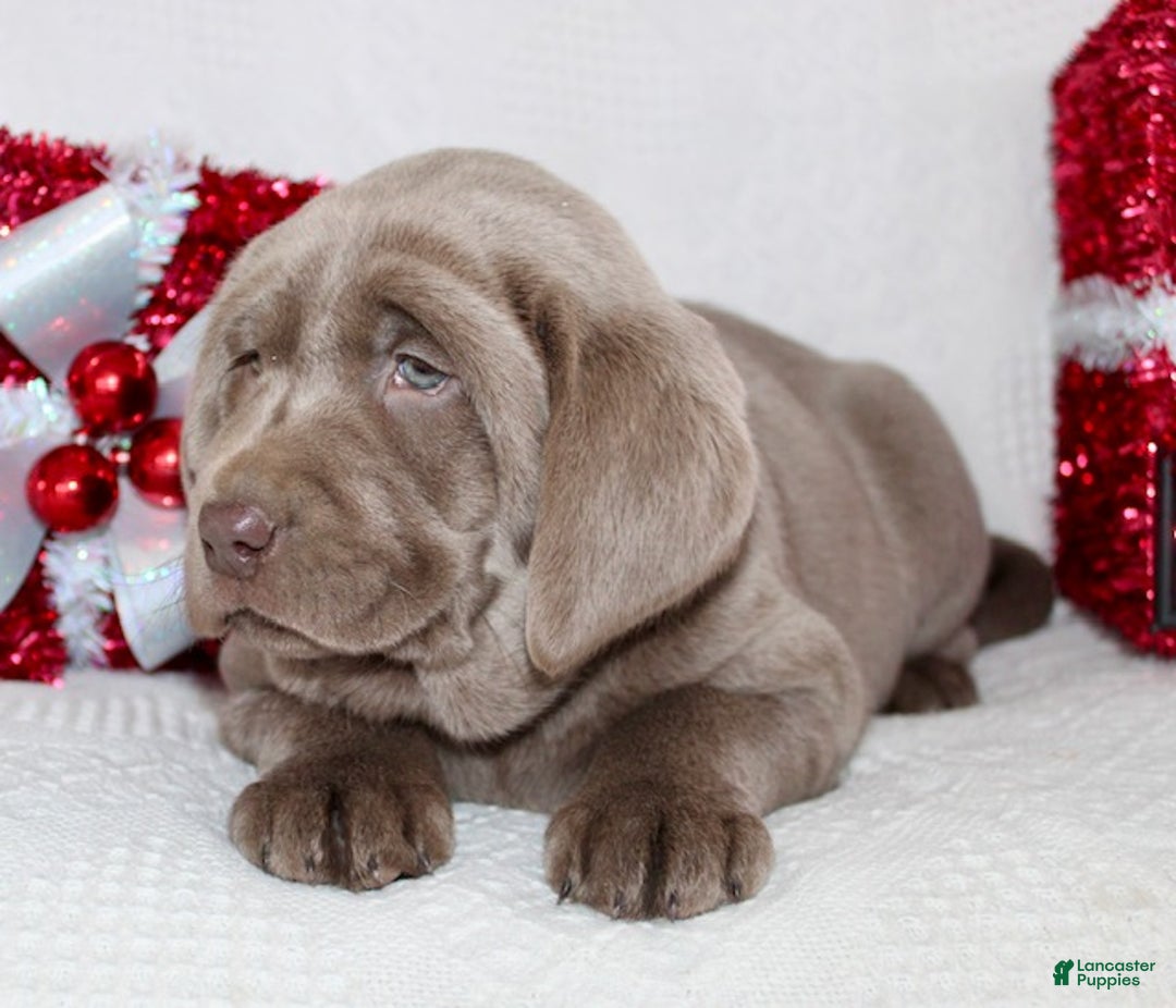 Labrador Retriever dogs for sale: Ribsy - Ad 7