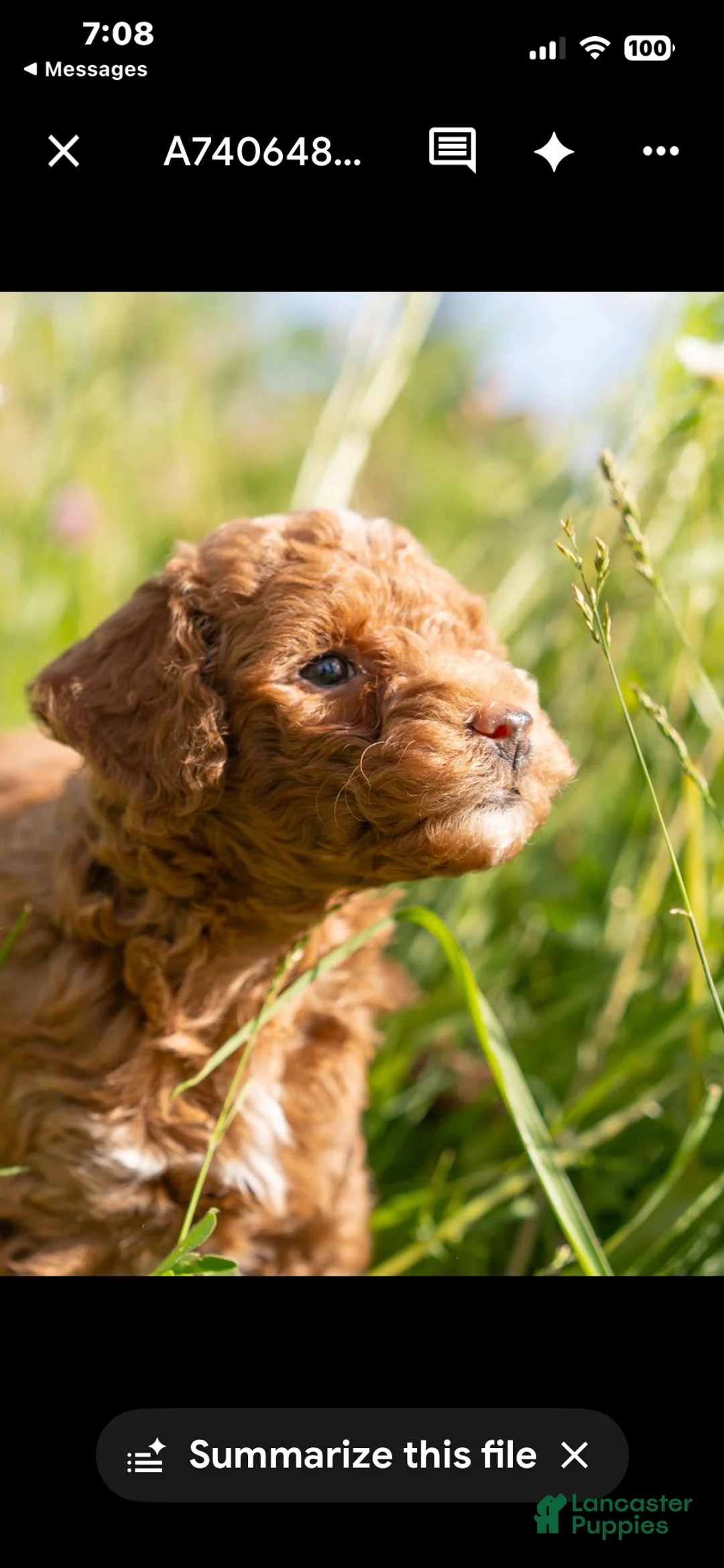 Mini Goldendoodle dogs for sale: Mini Goldendoodle 6 Ramsey twin to Riley - Ad 2