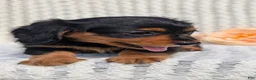 Miniature Dachshund dogs for sale: Roxy - Ad 11