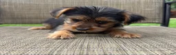 Yorkshire Terrier dogs for sale: Carl - Ad 9
