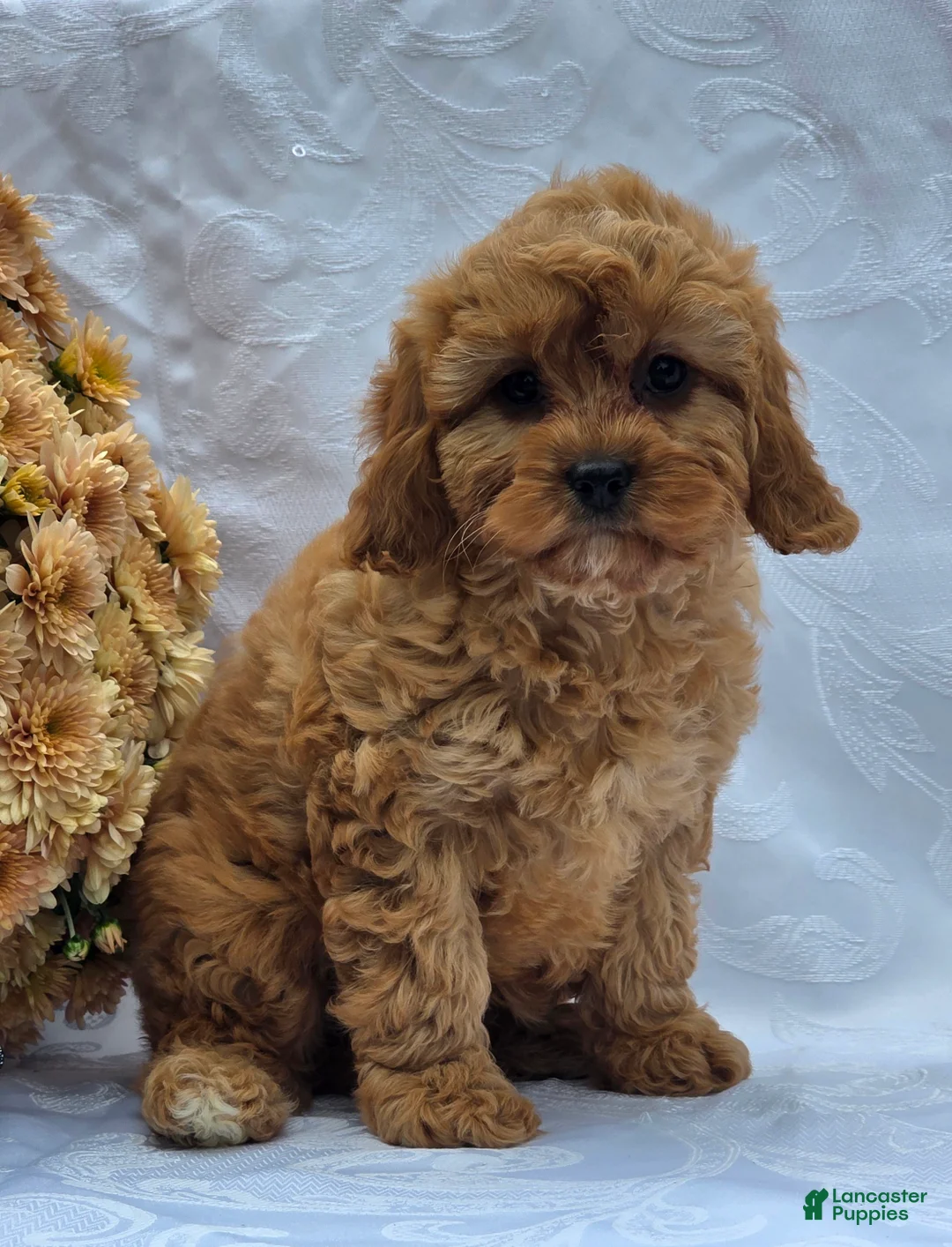Cavapoo dogs for sale: Rosey - Ad 2