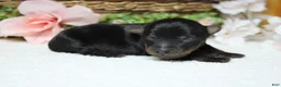 Yorkiepoo dogs for sale: Toughy - Ad 9