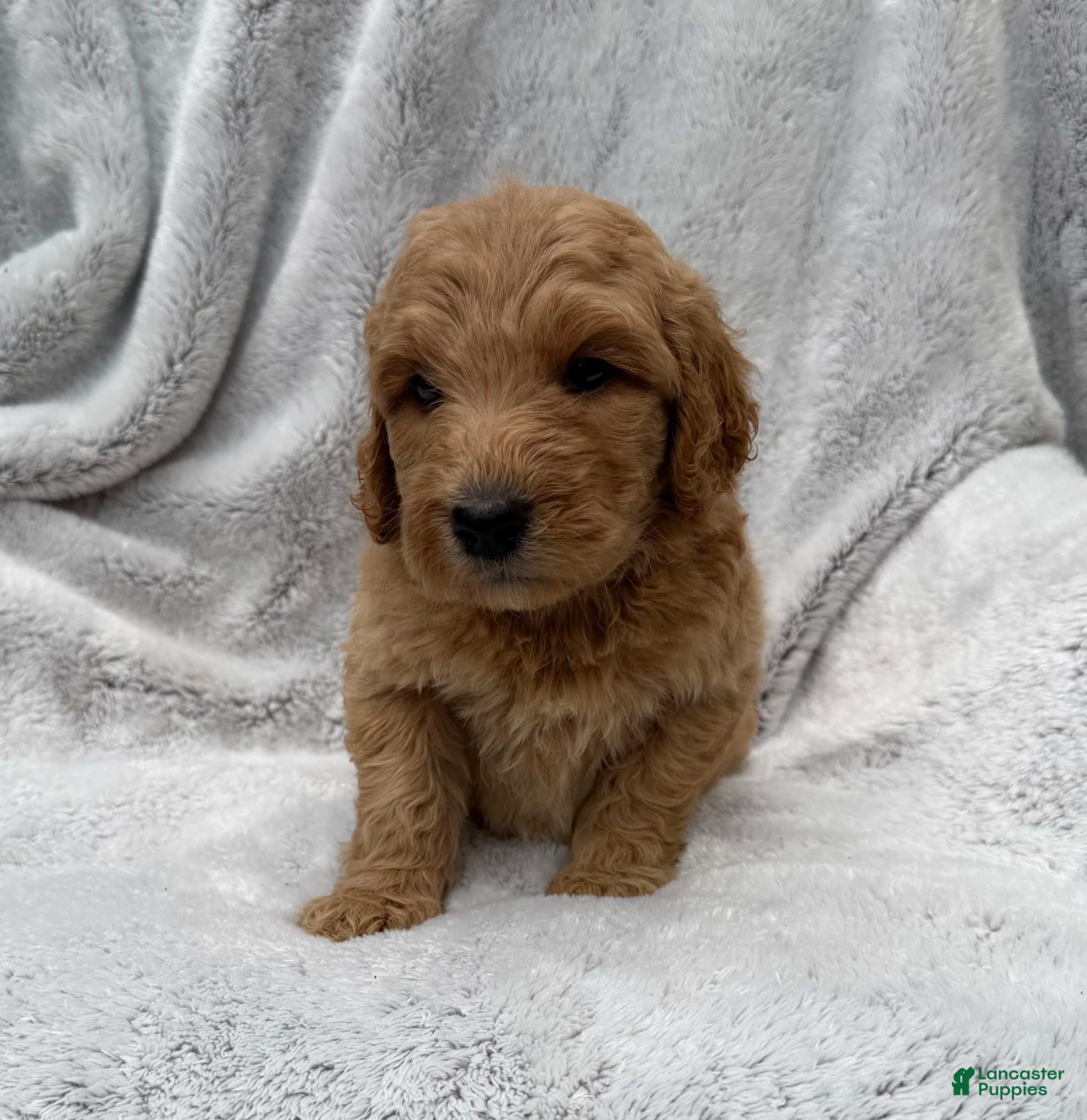 Goldendoodle dogs Rosy - Ad 2