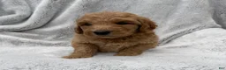 Goldendoodle dogs for sale: Rosy - Ad 2