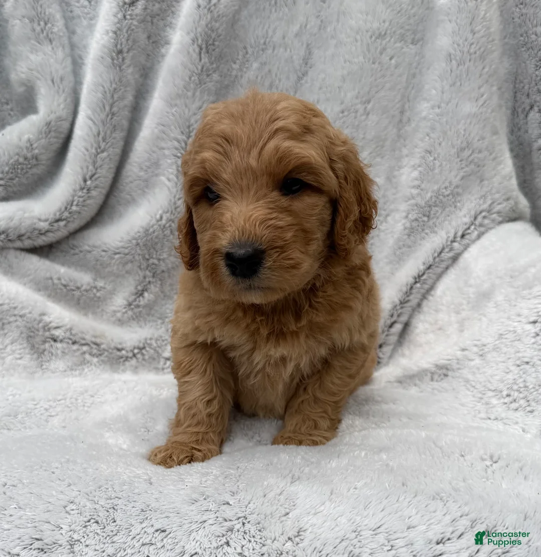 Goldendoodle dogs for sale: Rosy - Ad 2