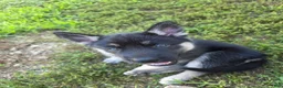 Gerberian Shepsky dogs for sale: Gerberian Shepsky 3 - Ad 1