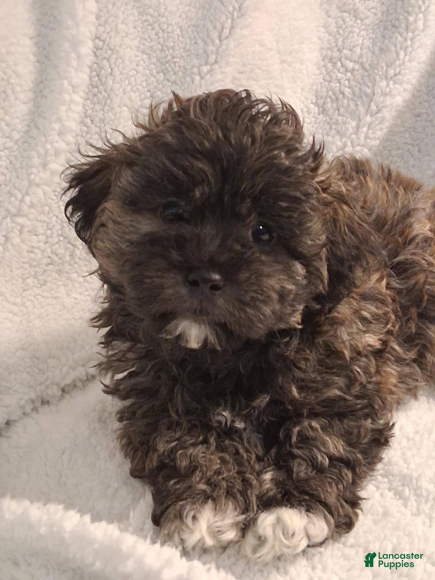 Shihpoo dogs for sale: Aaron - Ad 9