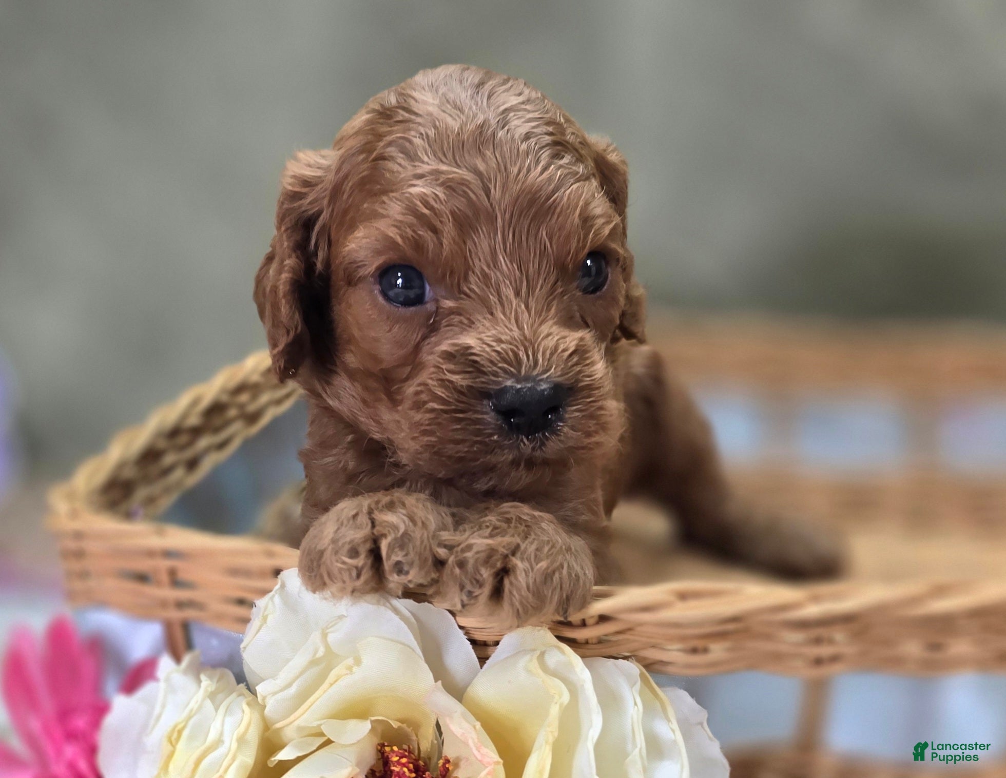 Cockapoo dogs Nigel - Ad 23