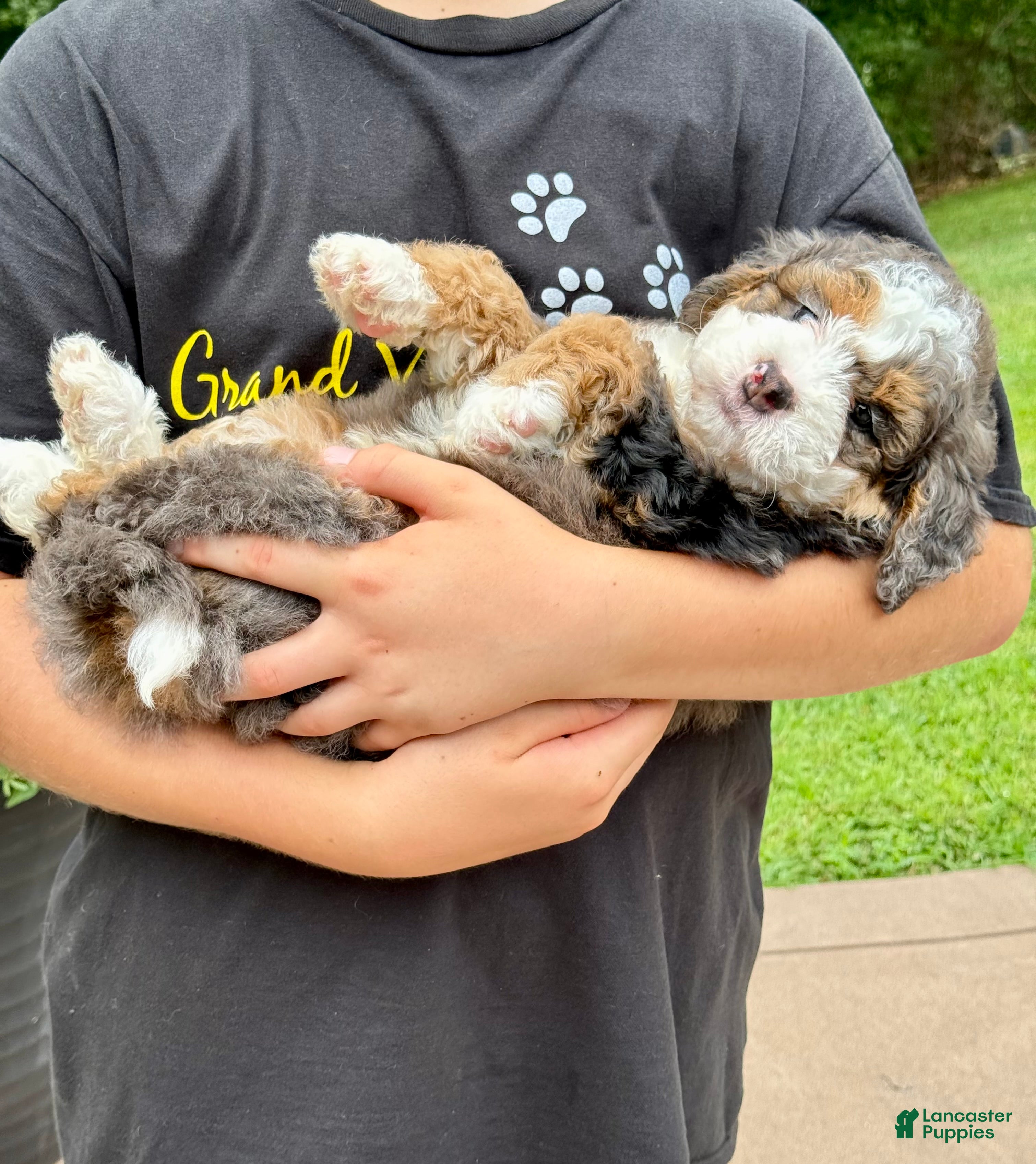 Mini Bernedoodle dogs Charlie  (F1B) ❤️ - Ad 1