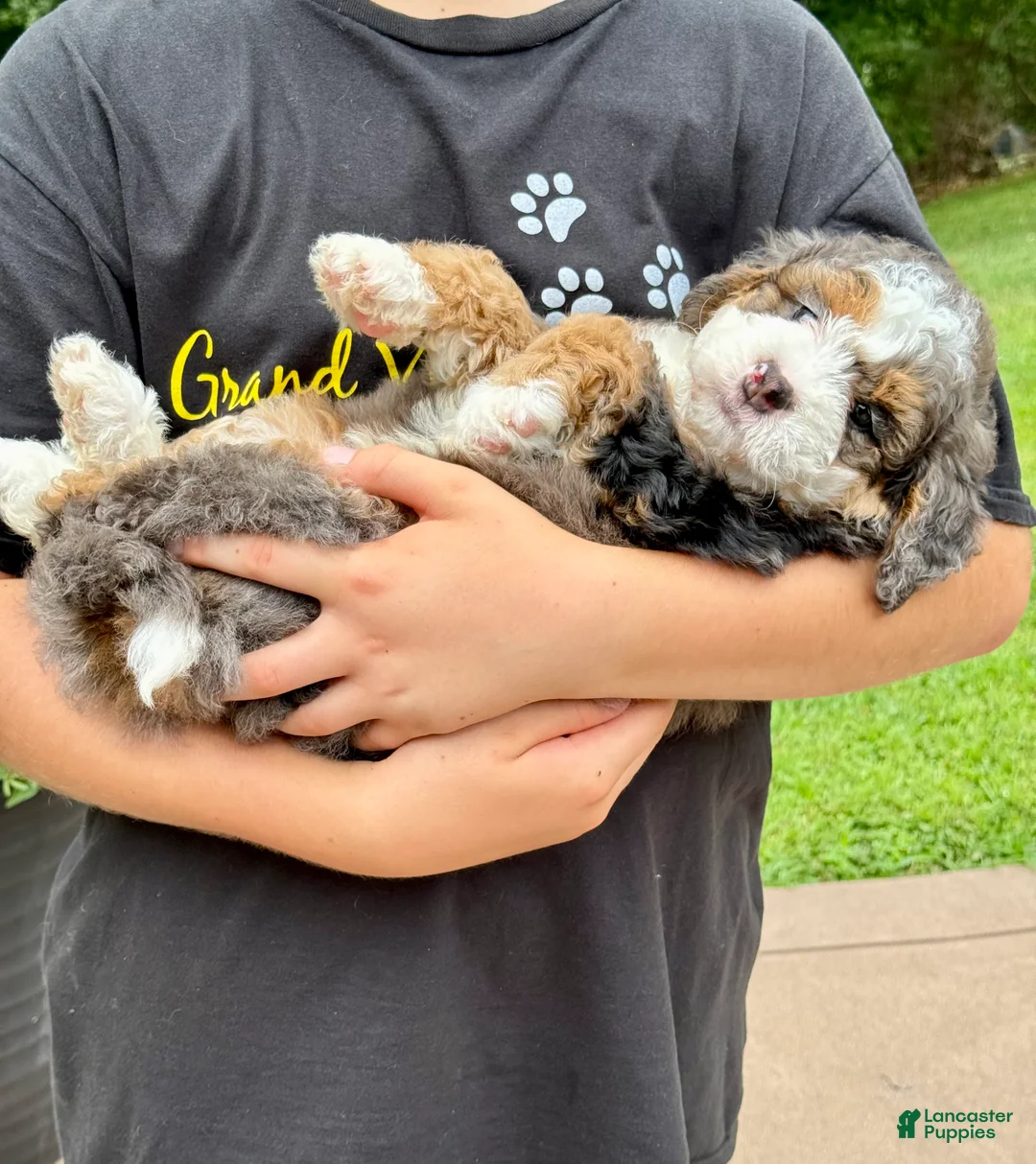 Mini Bernedoodle dogs for sale: Charlie  (F1B) ❤️ - Ad 1