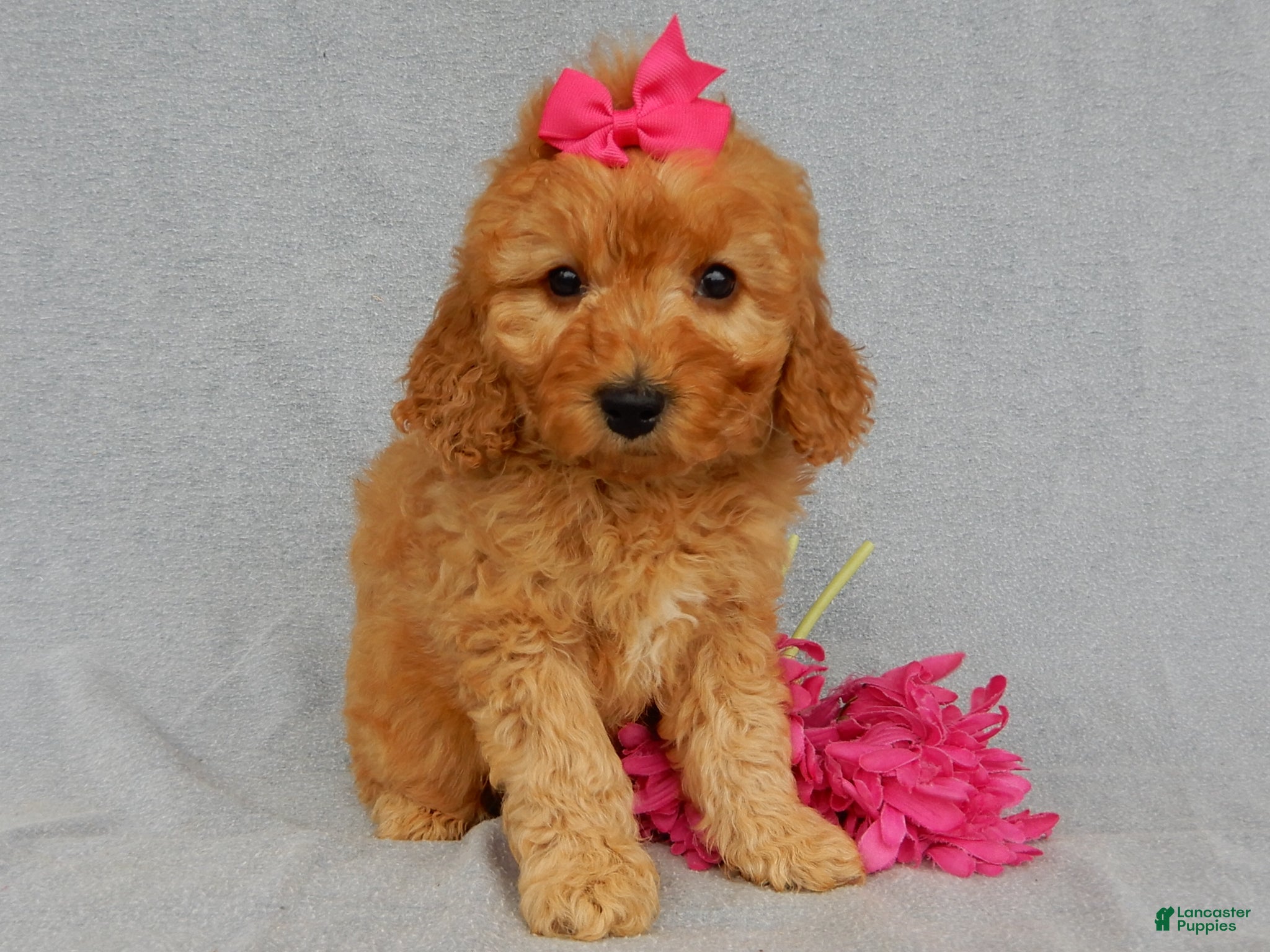 Mini Goldendoodle dogs for sale: Lela-MEDIUM - Ad 1