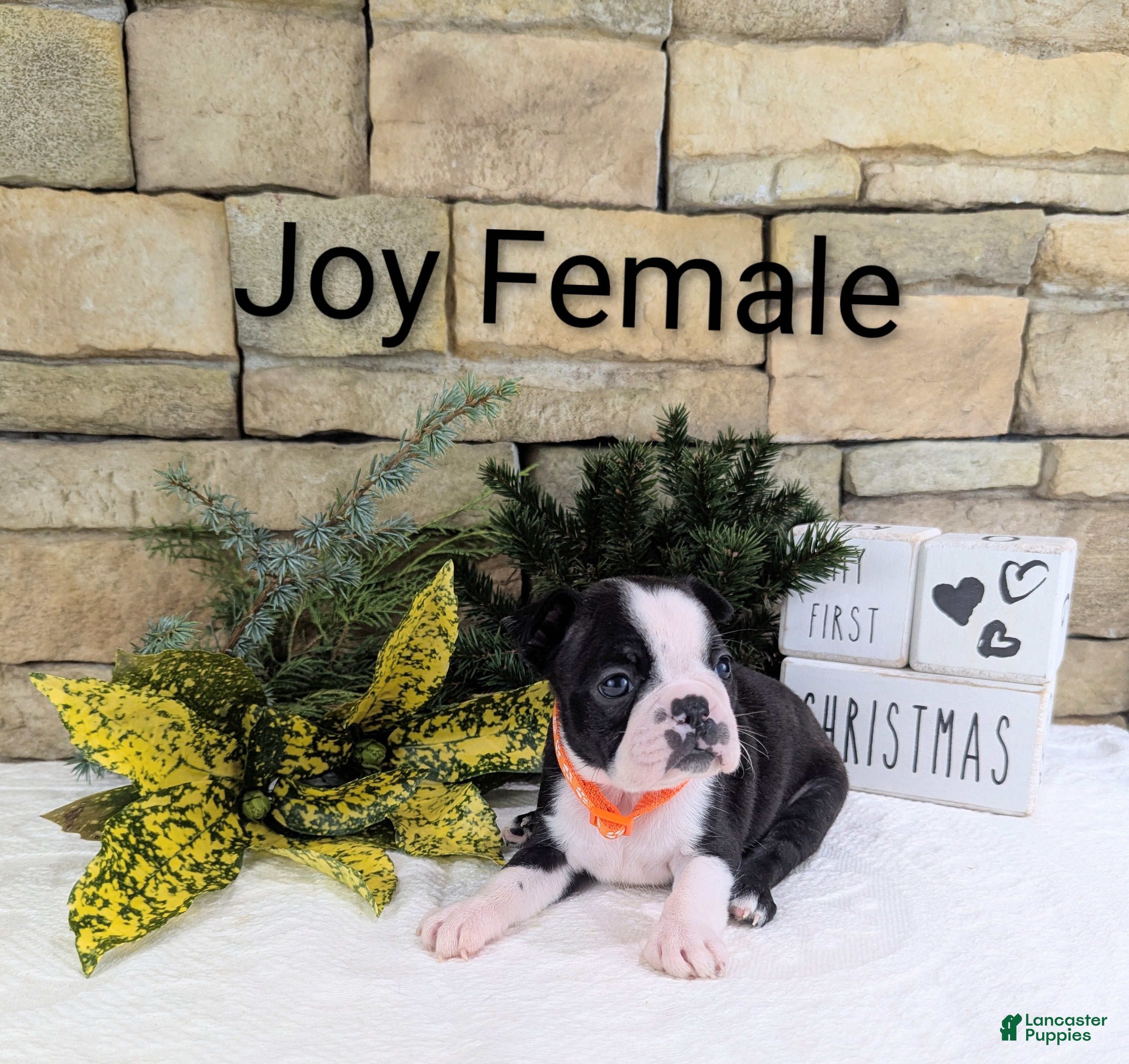 Boston Terrier dogs JOY, Boston Terrier, available for Christmas  - Ad 26