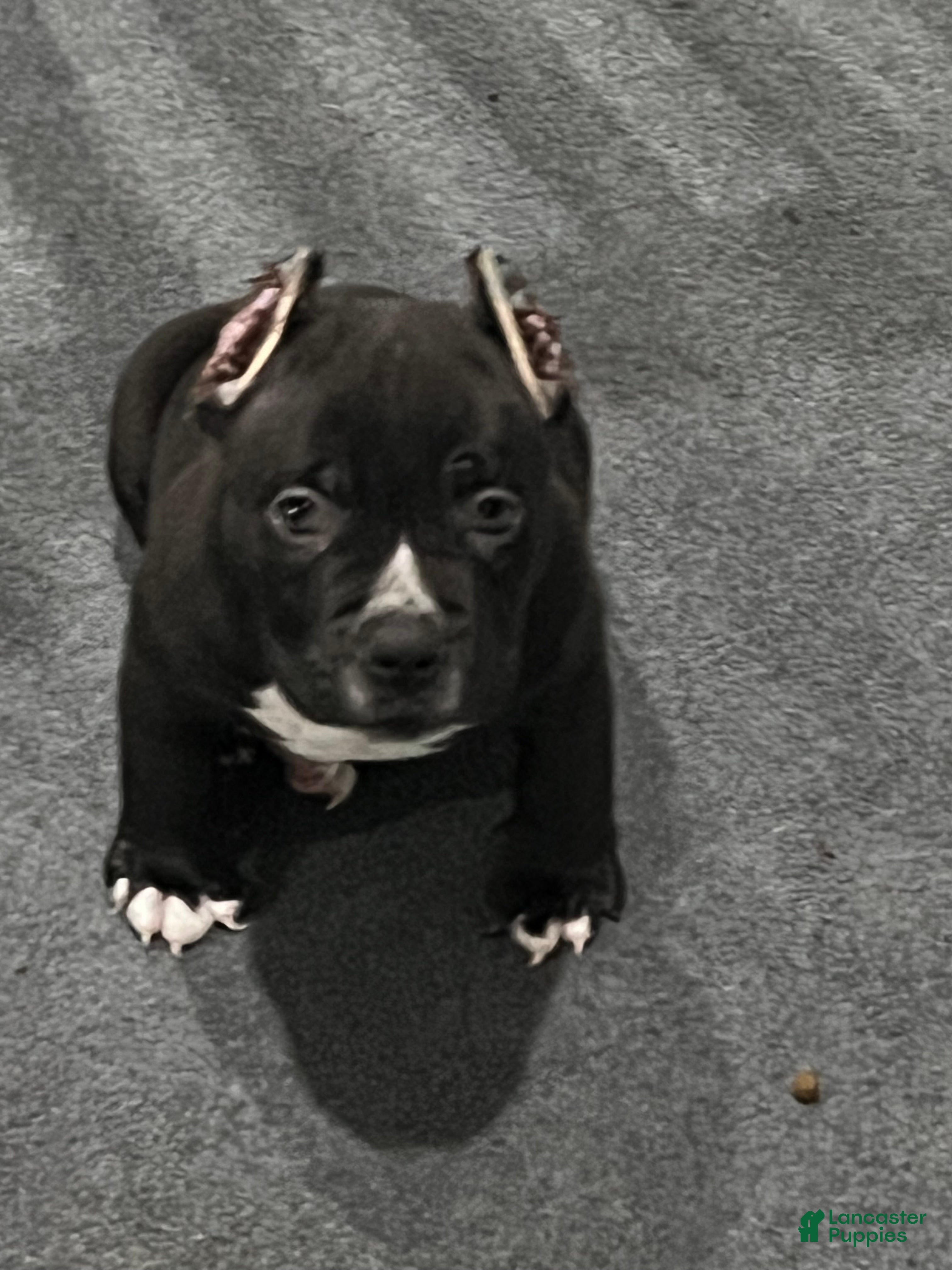 American Bully dogs for sale: American Bully 3 - Ad 11