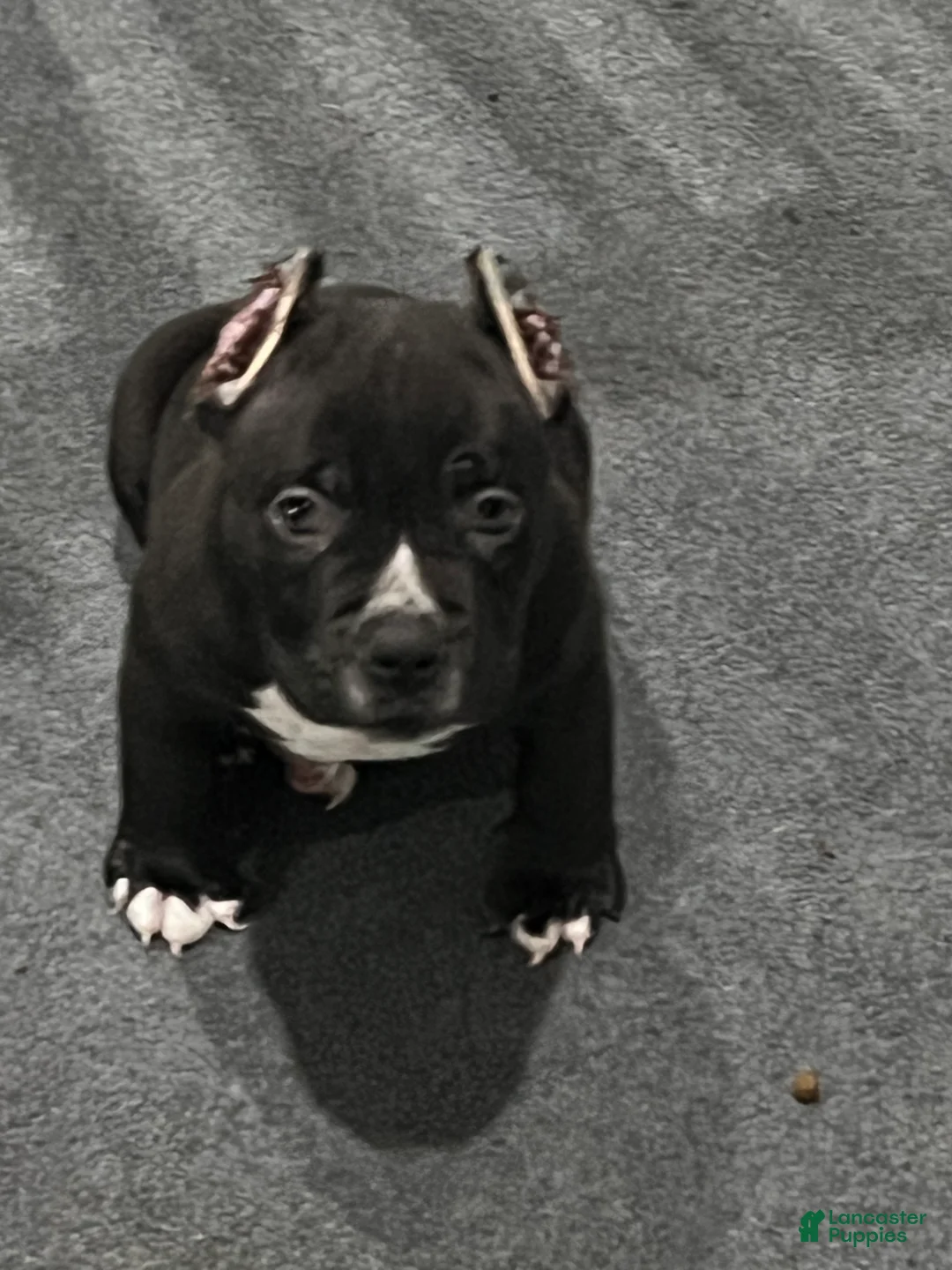 American Bully dogs for sale: American Bully 3 - Ad 1