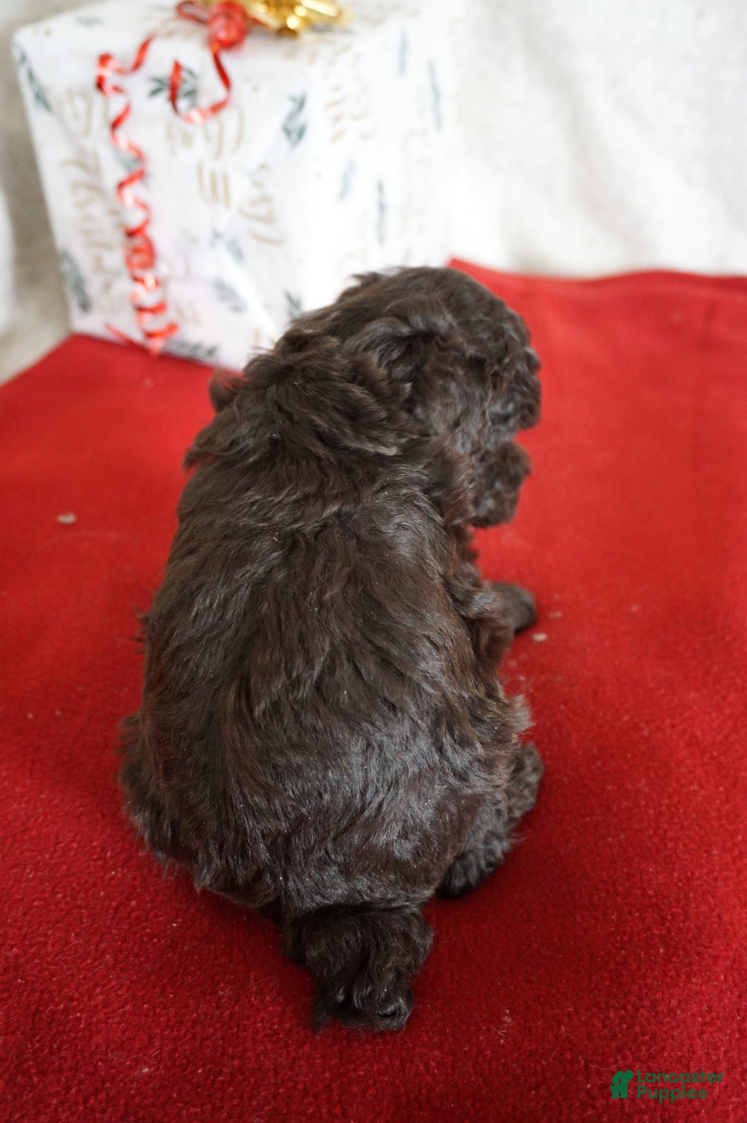 Toy Poodle dogs for sale: Lexi - Ad 4