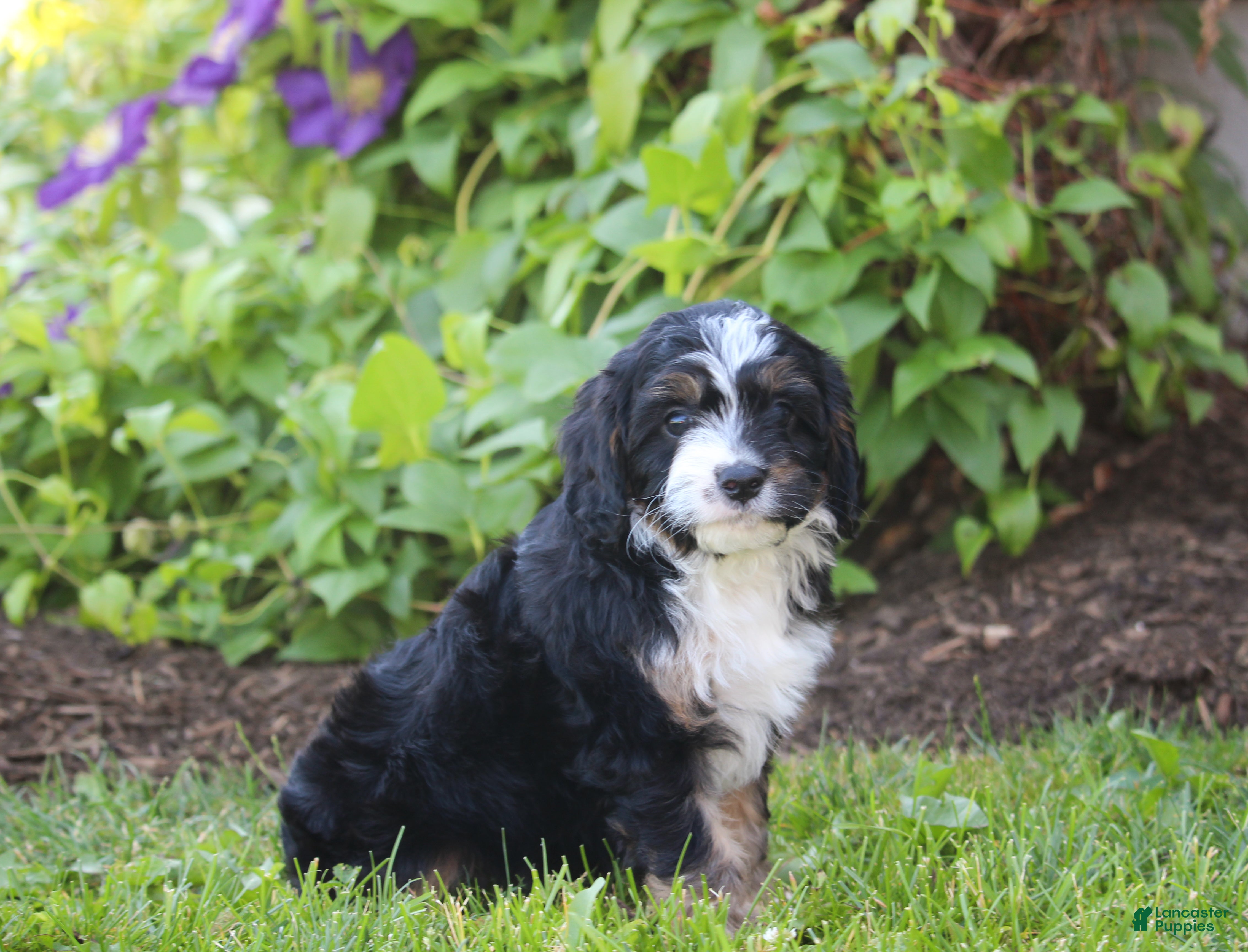Cavapoo dogs Barry - Ad 2
