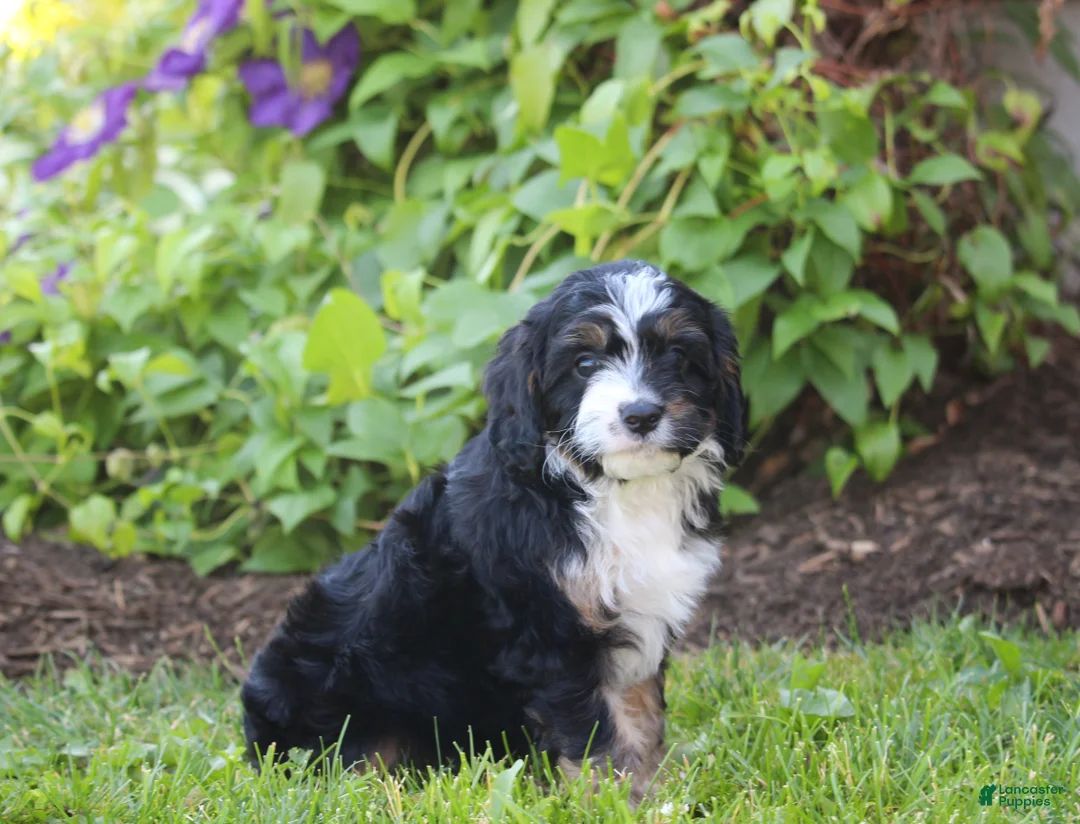 Cavapoo dogs for sale: Barry - Ad 2