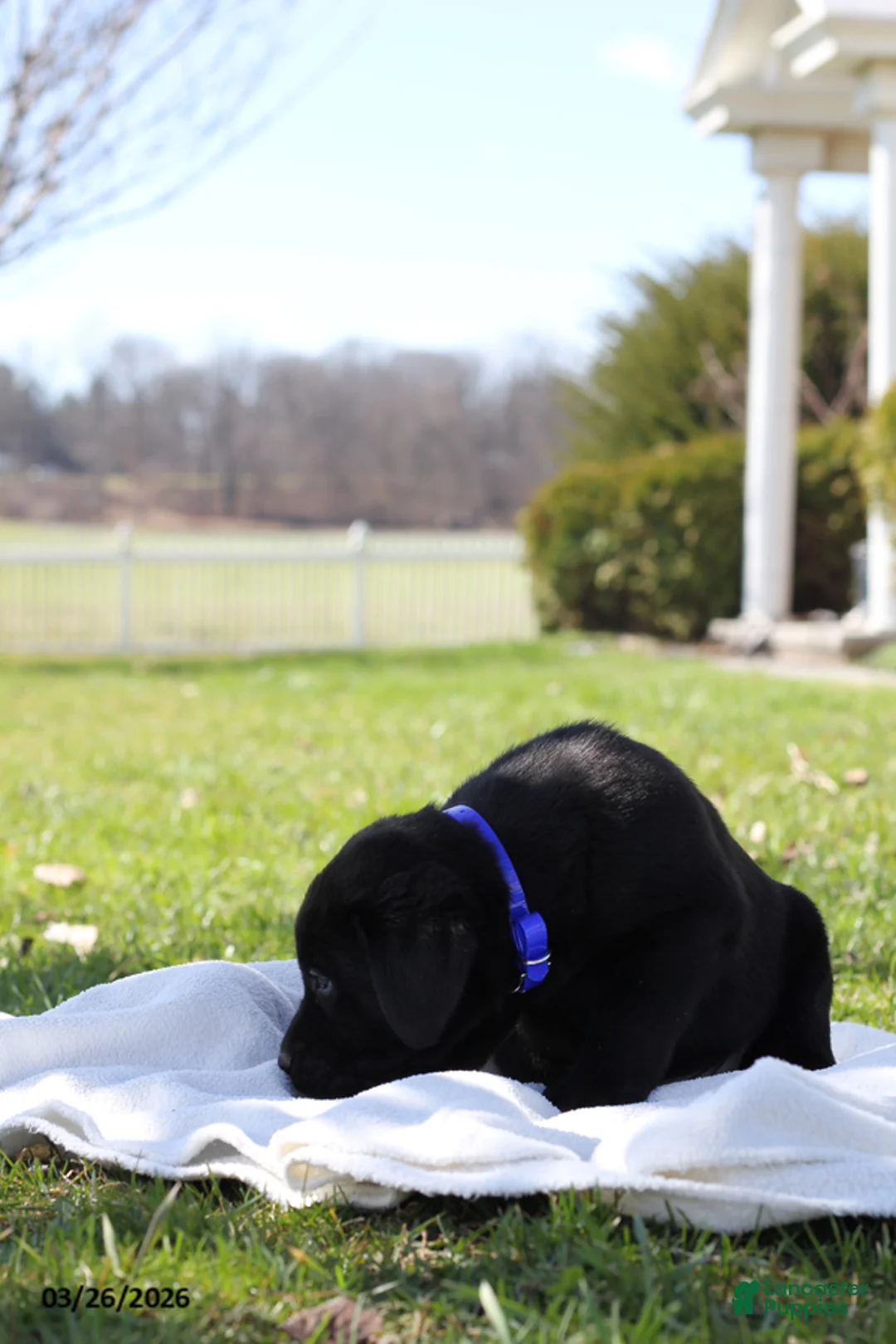 Labrador Retriever dogs for sale: Benji - Ad 7